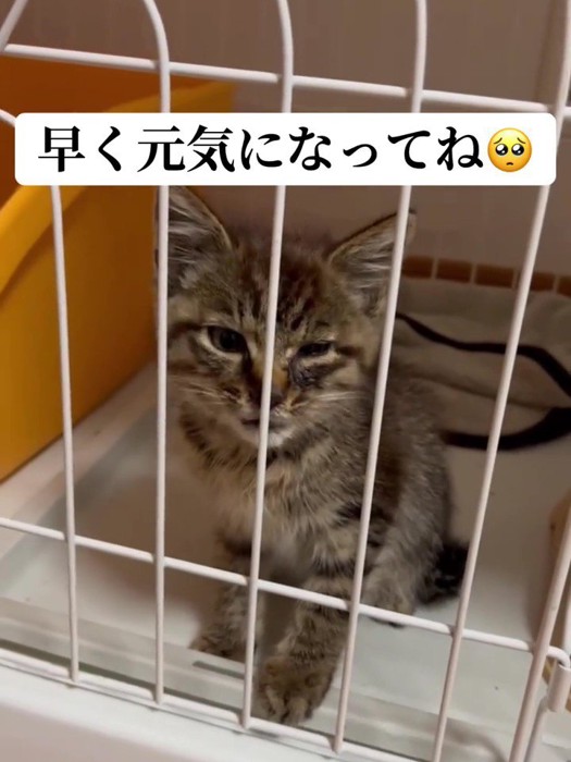 ケージの中で座る子猫