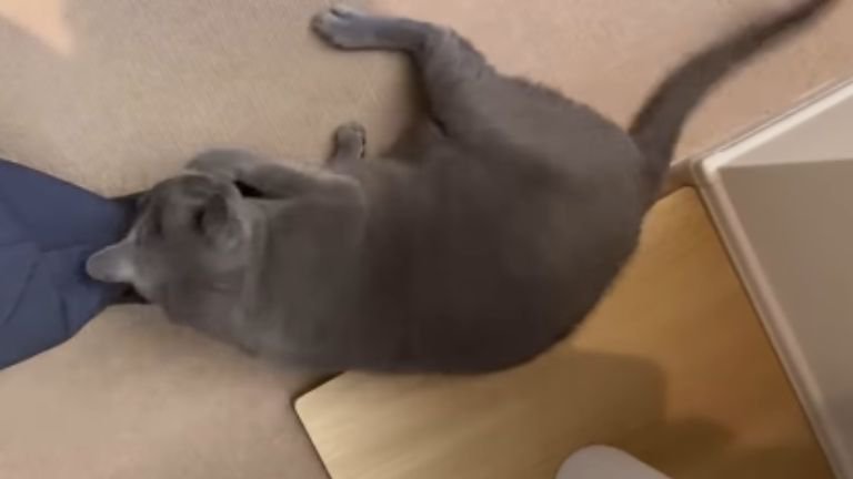 足に抱きつく猫