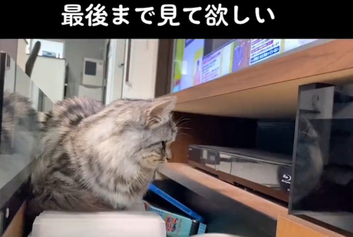 ジーっと見つめる猫