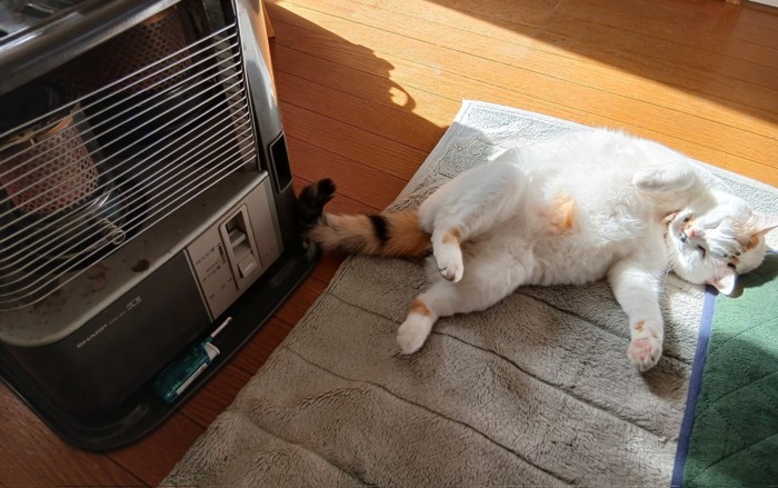 ストーブの前にいる猫