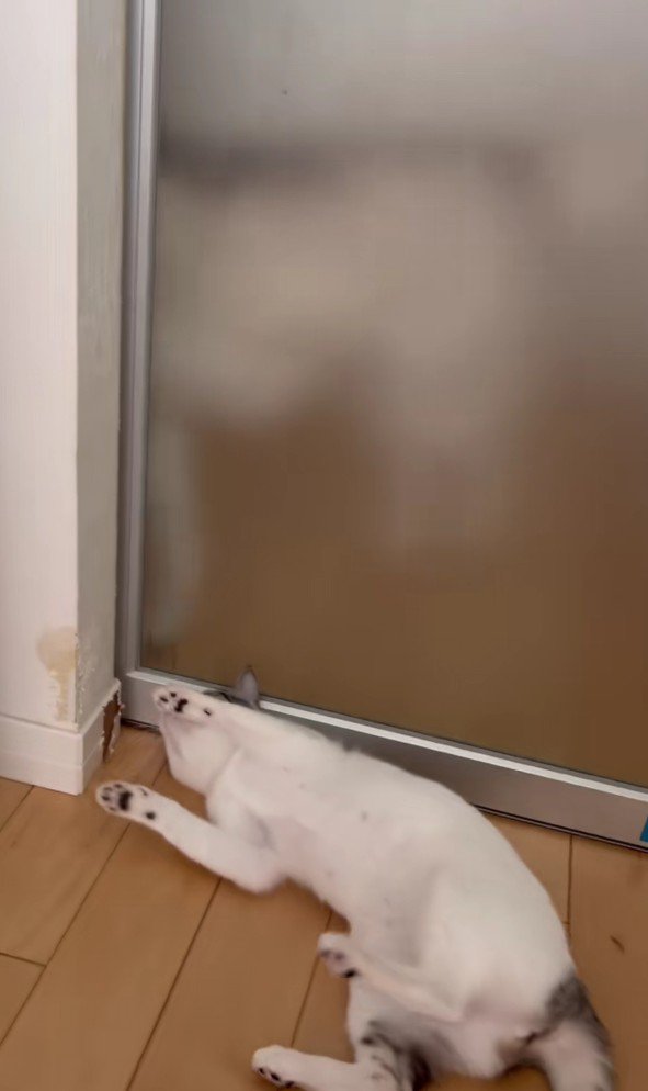 ドアの前で寝転がる猫