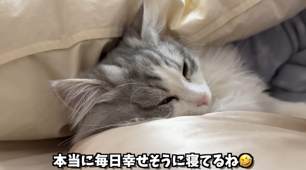 人間の隣で布団に入って寝る猫