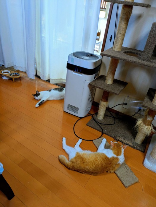 くつろぐ猫たち