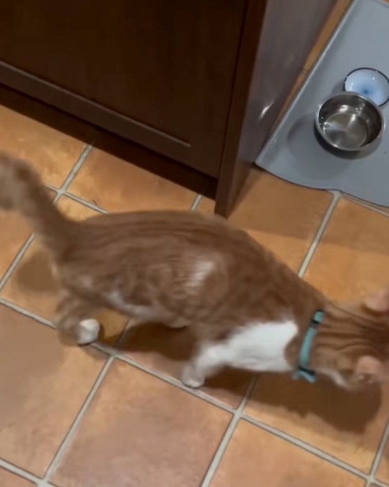 ウロウロと歩き始める子猫