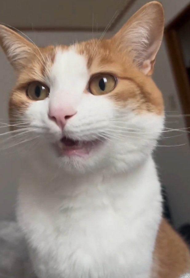 鳴くツナちゃん