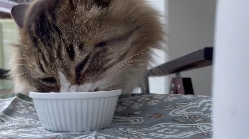 ご飯を食べる猫