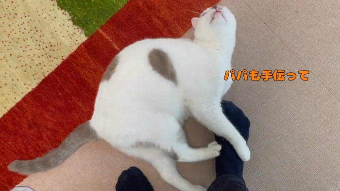 パパのほうを向き協力を求めるハクちゃん