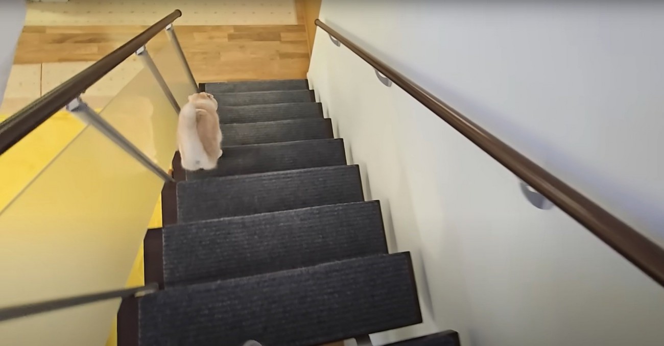 階段を下りる猫
