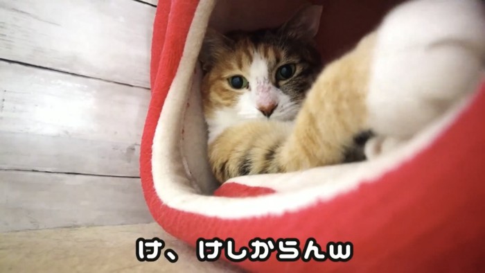 「け、けしからんw」のテロップ写真