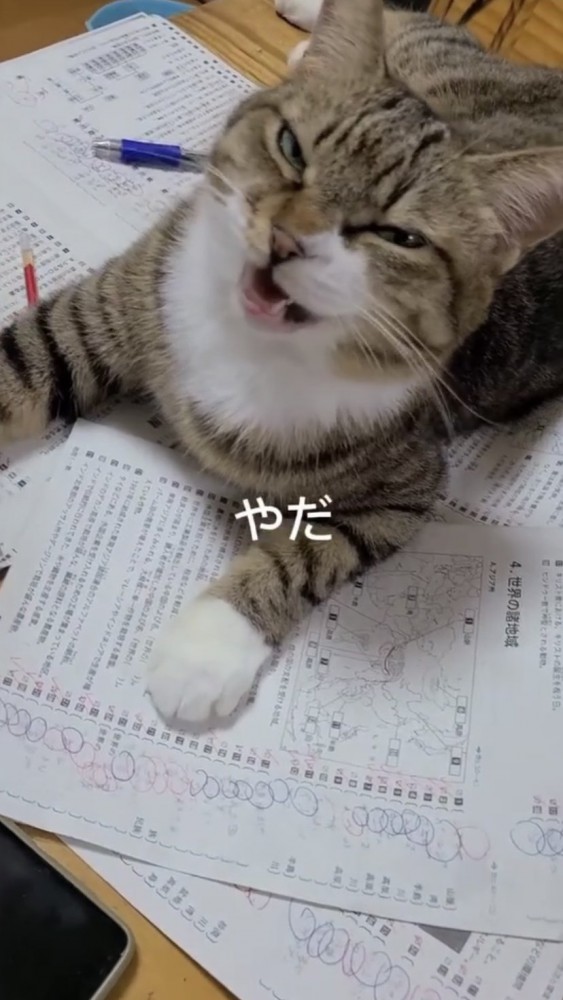 プリントの上に座る猫