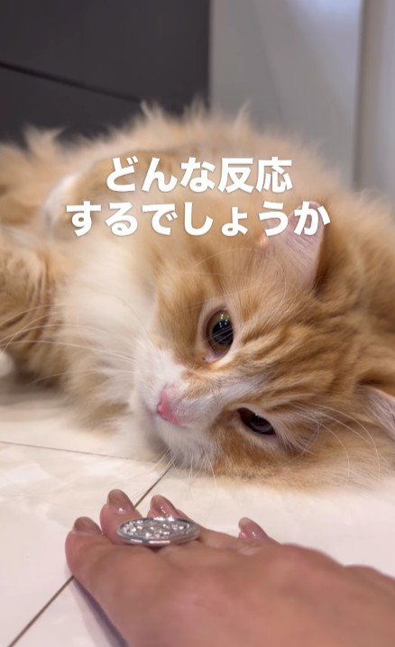 飼い主のマジックを見る猫