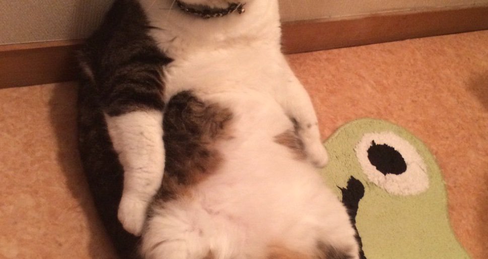 猫のお腹