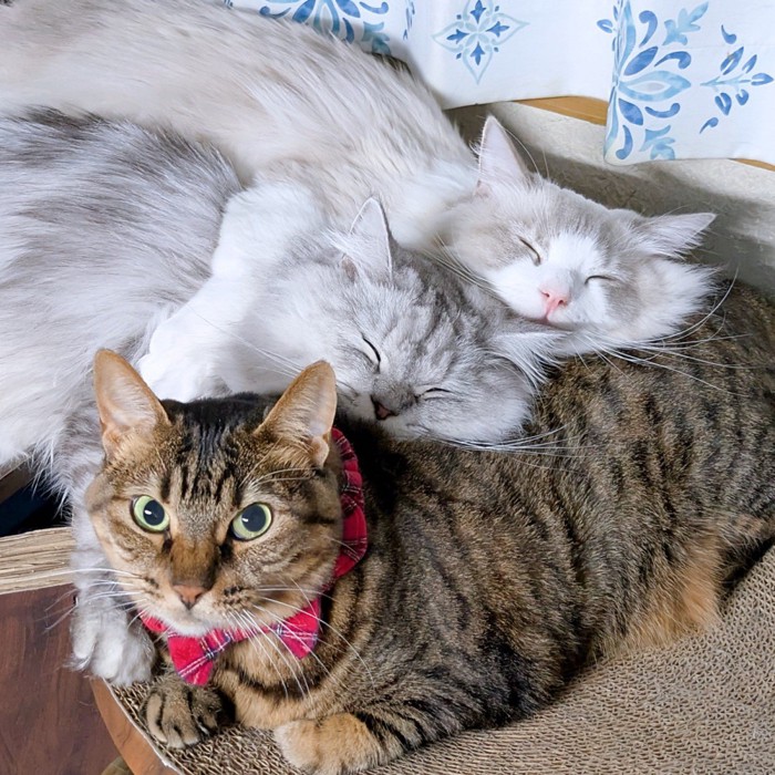 猫の上で寝ている2匹の猫