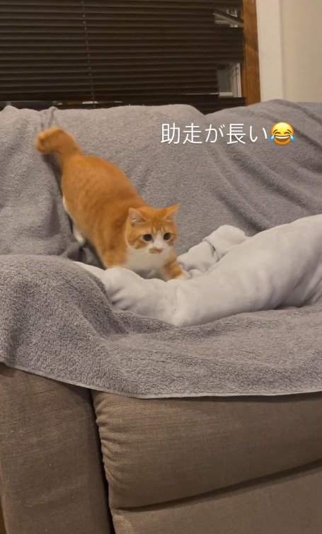 助走をつけるセッタくん