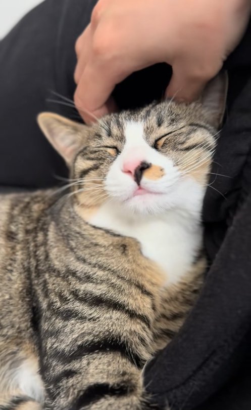 頭を撫でられて目を瞑っているキジ白