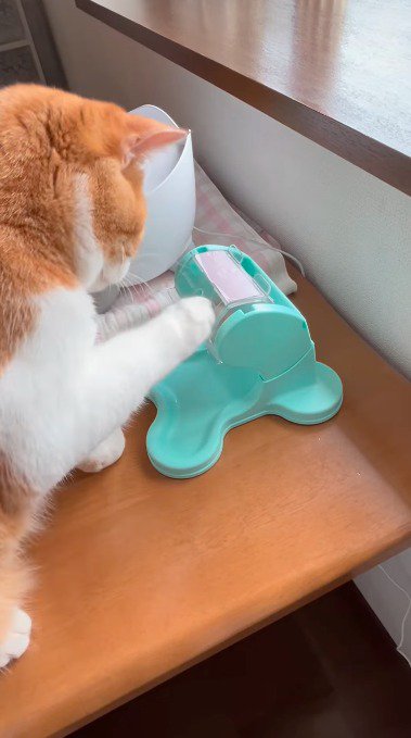 おもちゃの取っ手に手をかける猫