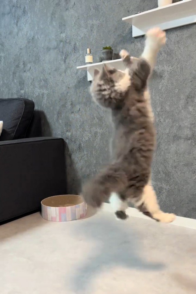 ジャンプする猫の後ろ姿