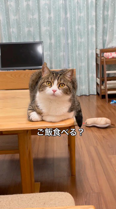 猫に「ごはん?」と話しかける飼い主