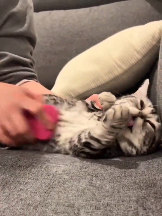 前足をなめる猫