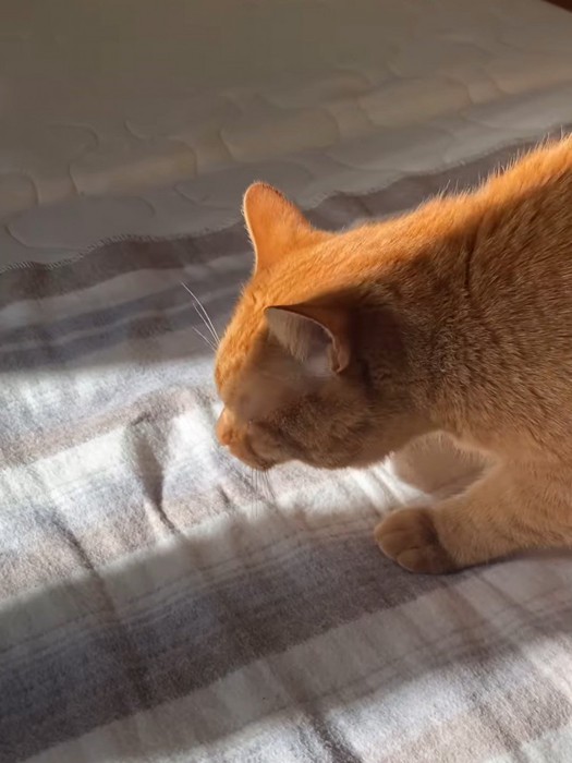 においを嗅ぐ猫