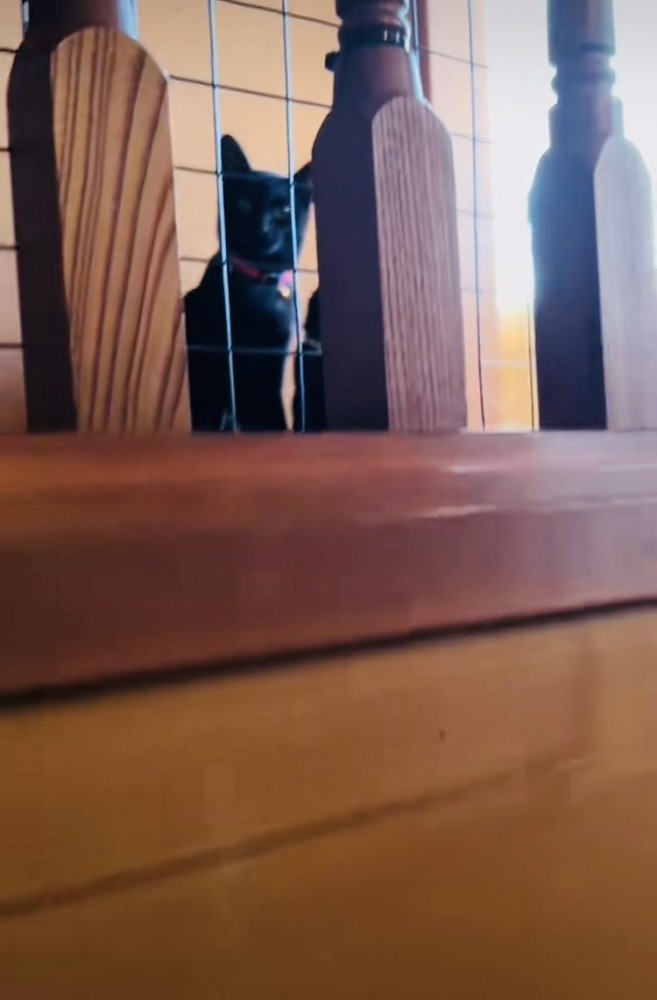 階段の上でパパを出迎える2匹の黒猫