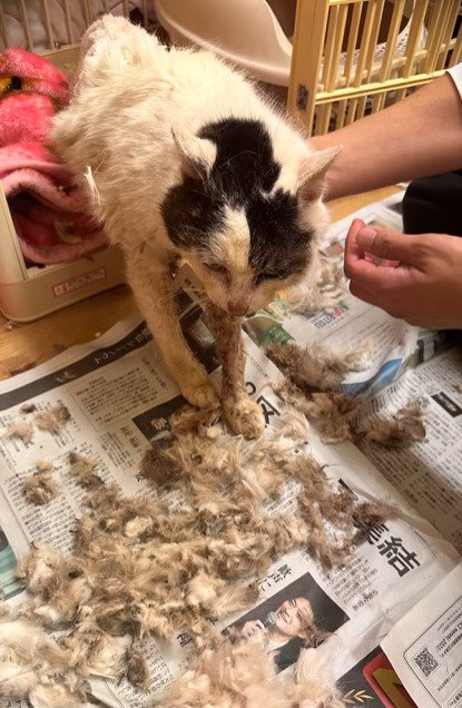 毛を刈られた猫