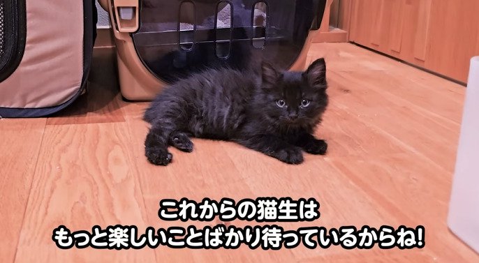 カメラ目線でくつろぐ子猫