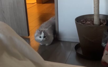 半分開いているドアから入ってくる猫