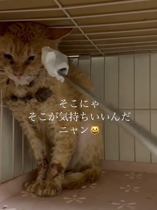 顔を歯ブラシでなでられる猫