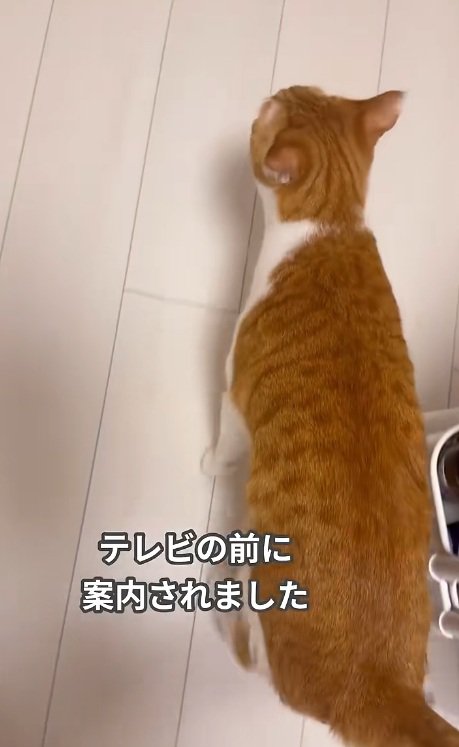 家の中を歩く猫