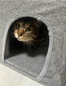 キャットタワーに入るキジトラ猫