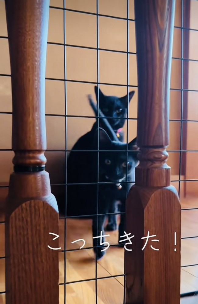 階段の上でパパを出迎える黒猫とパパのほうに歩いてくる子猫