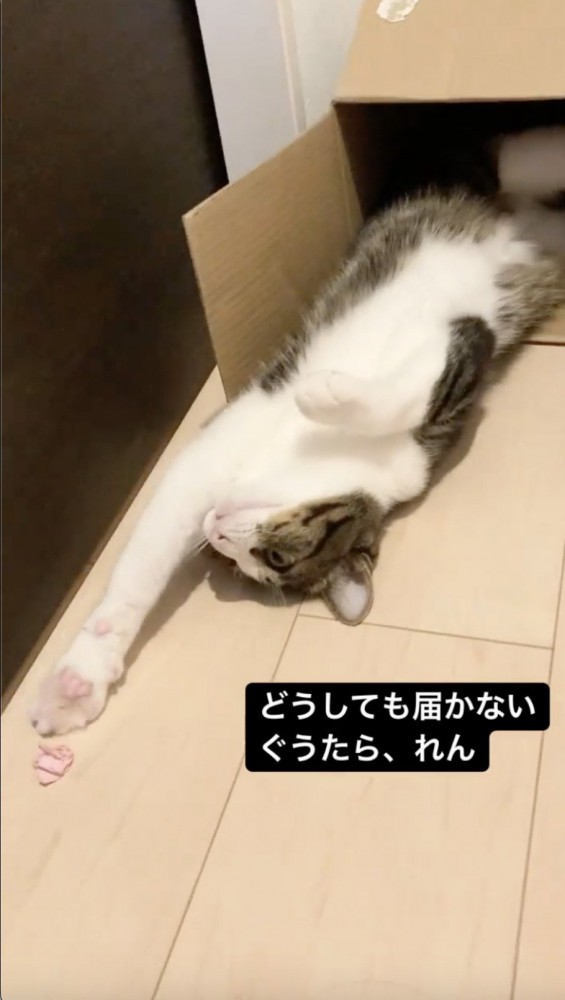 紙を取ろうと手を伸ばす猫