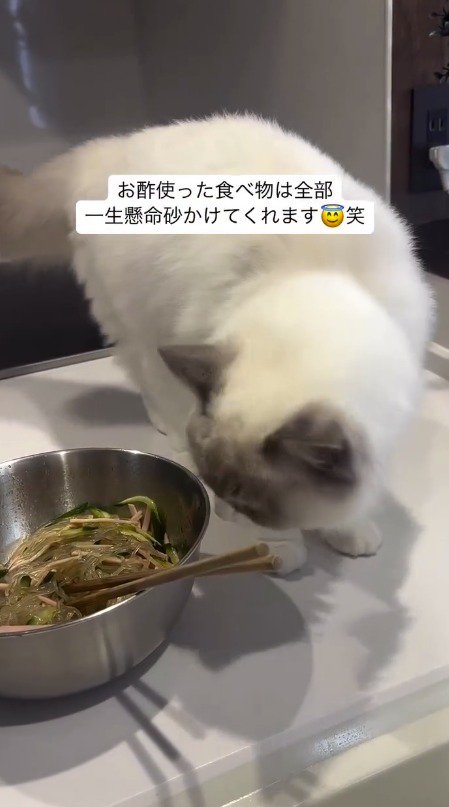 飼い主のごはんをのぞく猫
