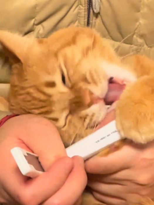 口を開けて目を閉じて怒る猫