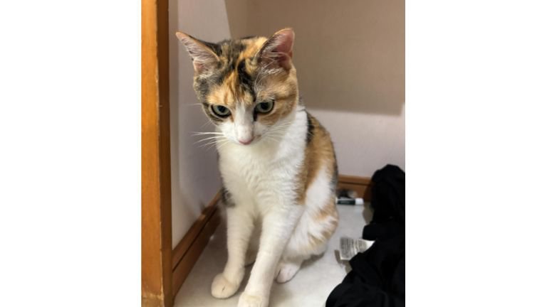 室内にいる猫