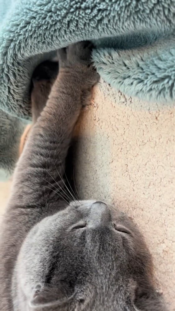 目を細める成猫