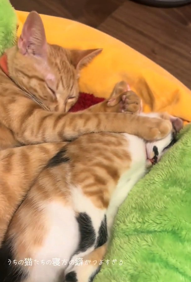 顔を押さえつけられる猫