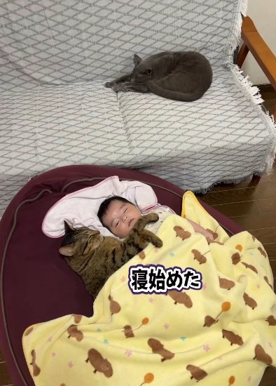 赤ちゃんと一緒の布団で寝る猫
