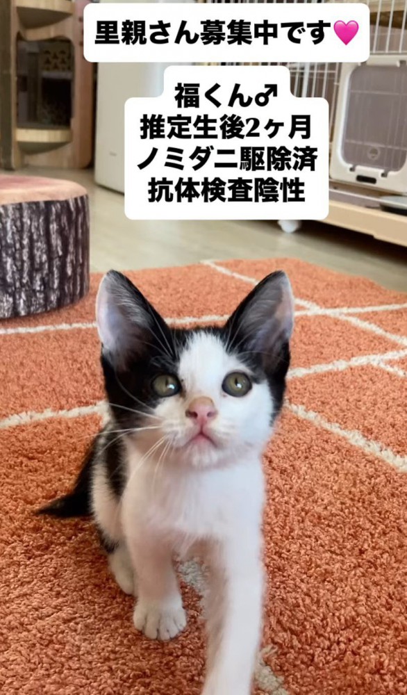 上を見る子猫