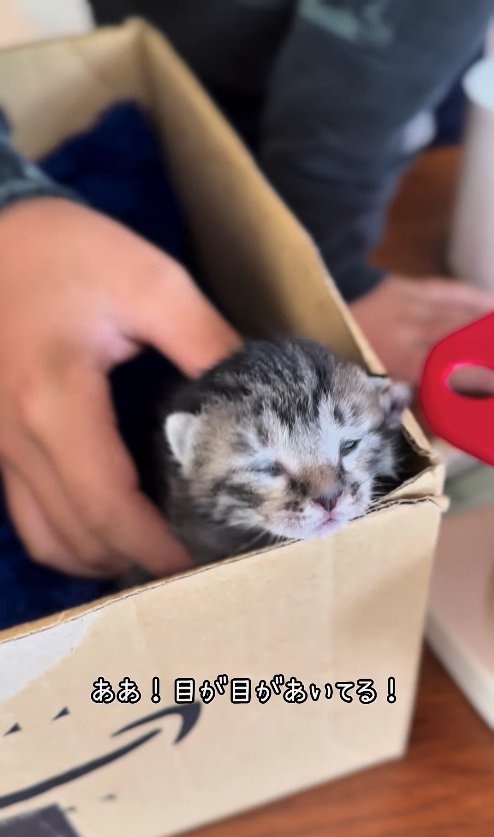左目が少し開いている段ボールの中にいる子猫
