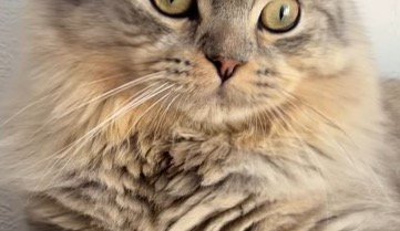 オレンジ色がかった猫の毛