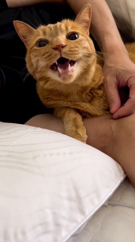 男性の腕に包まれて鳴き声を上げる猫