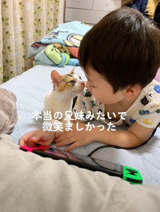 顔を近づける猫