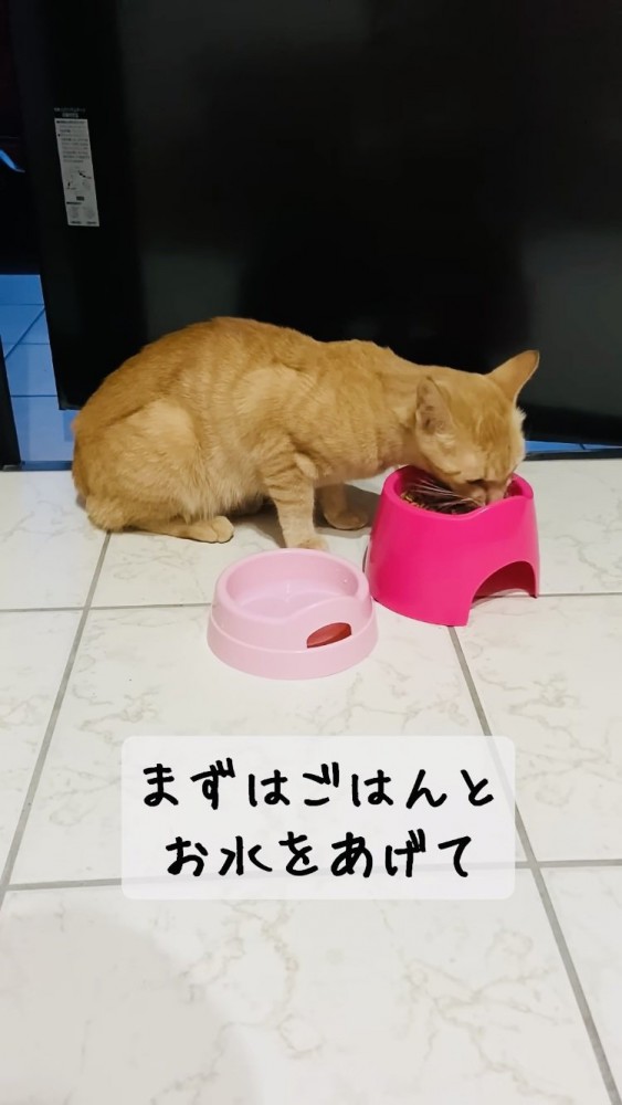 キャットフードを食べる子猫