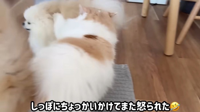 猫パンチされている犬