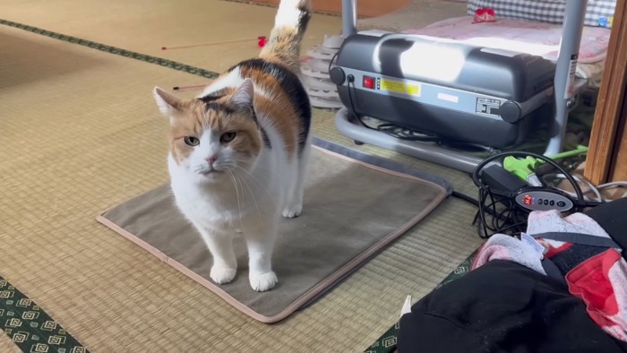 引き返してくるミケ