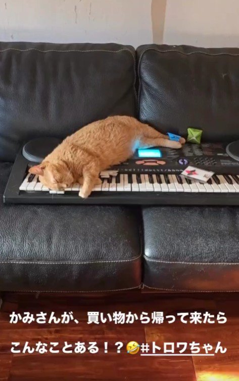 ソファで寝る猫