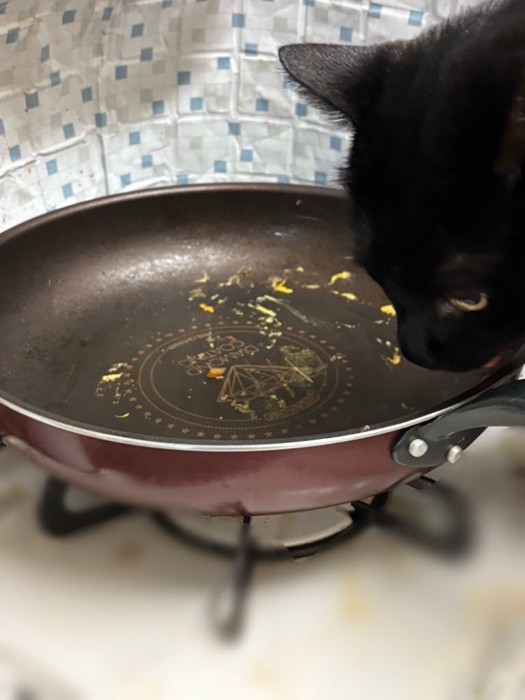 フライパンの匂いを嗅ぐ猫