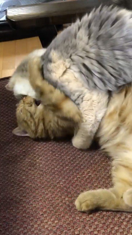 茶トラ猫の首元に顔を埋める三毛猫